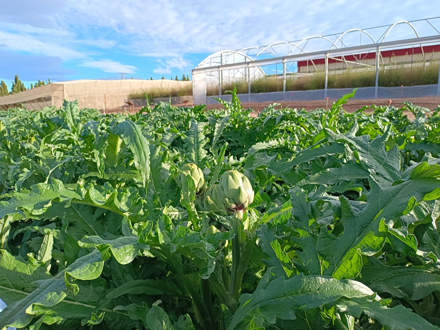 Cultivo de alcachofa fertilizados orgánicamente y con carbón vegetal (Foto UPCT)