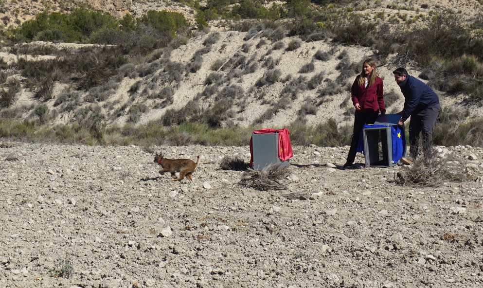 Aagesen y López Miras en la suela de dos linces en Lorca (Foto CARM)