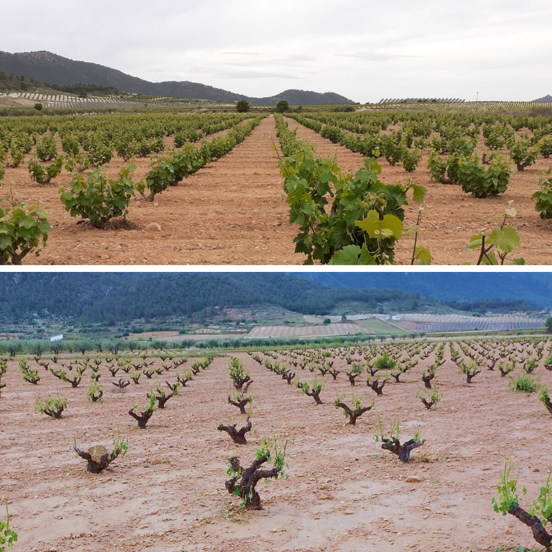Mismo viñedo antes y después de la granizada (Foto DOP Jumilla)