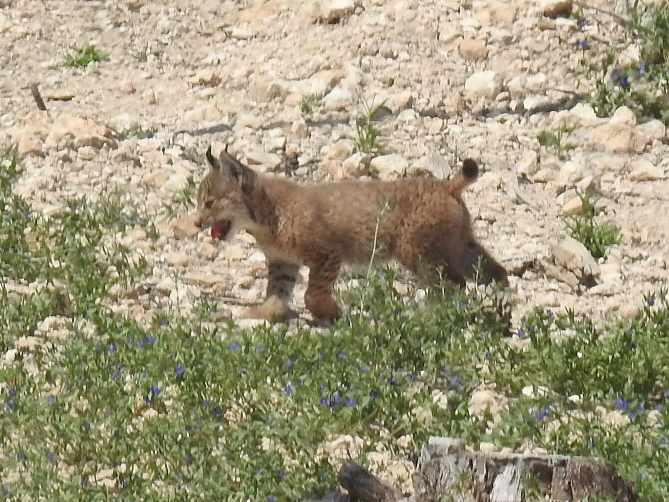 Primeros cachorros de lince ibérico en la Región de Murcia (Foto CARM)