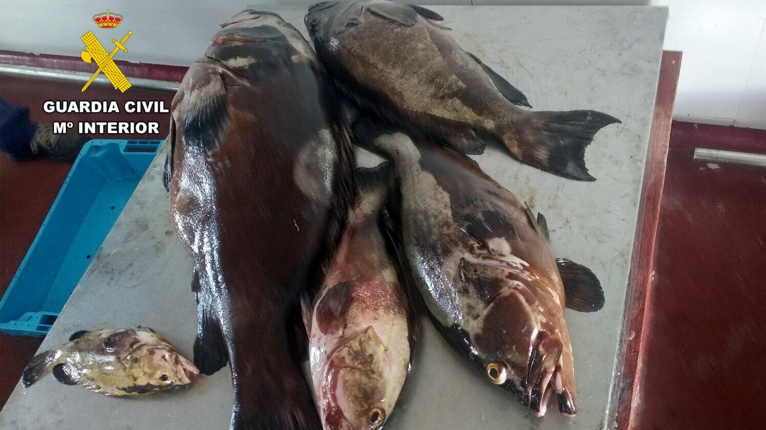 Operación Luz y Sombra contra la pesca furtiva (Foto Guardia Civil)