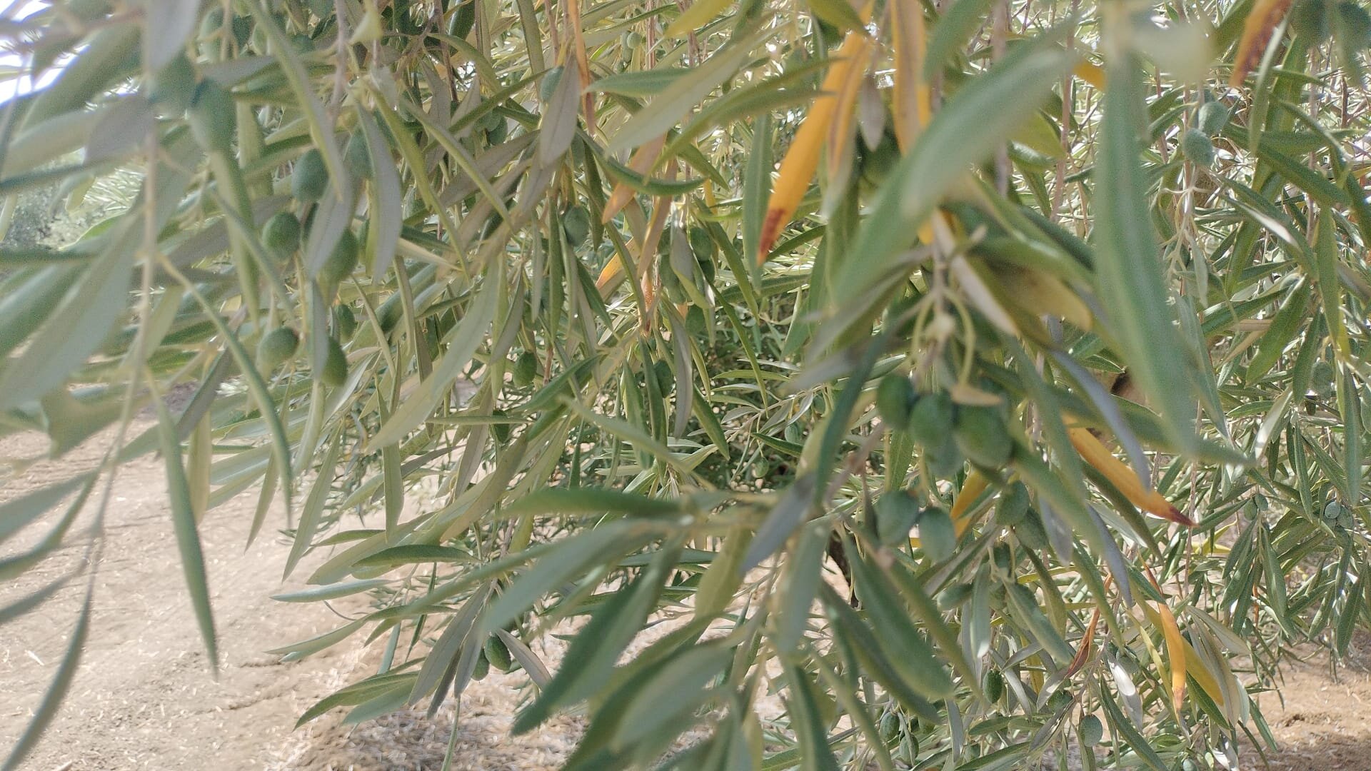Olivar hoja abarquillada (Foto COAG Andalucía)
