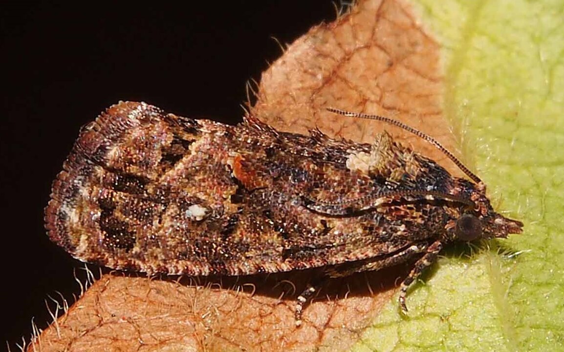 'Thaumatotibia' o falsa polilla (Foto La Unió)