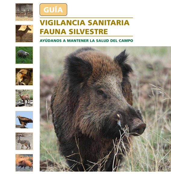 10.09.2025 Guia RASVE