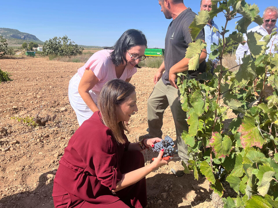 Rubira en un viñedo de Yecla donde se trabaja en la vendimia (Foto CARM)