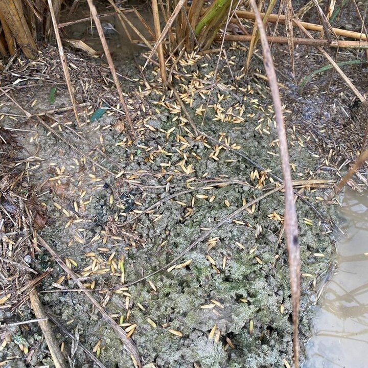 Daños por granizo en el Delta del Ebro (Foto Unió de Pagesos)