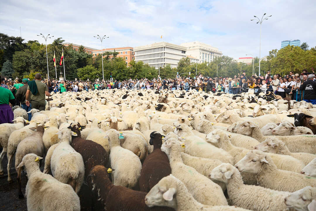 Rebaño de ovejas por las calles de Madrid (Foto Ayuntamiento de Madrid)