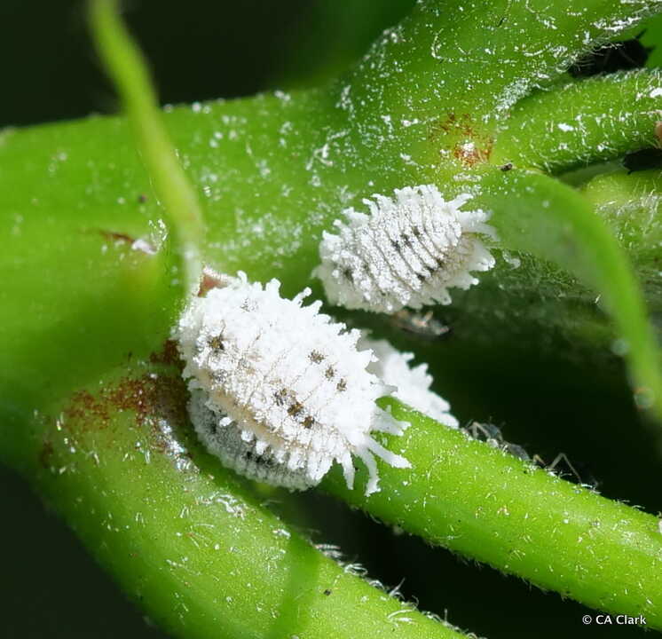 Nuevo cotonet 'Phenacoccus solenopsis' detectado en la Comunidad Valenciana (Foto La Unió)