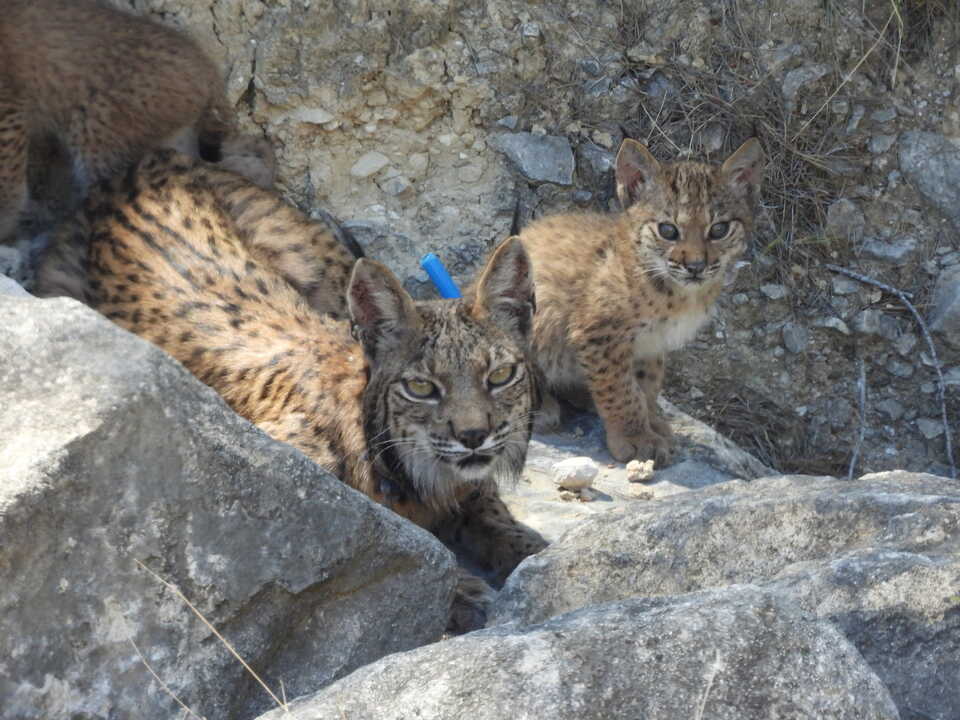 La hembra de lince ibérico Urtsu -con su collar de geolocalización azul- y uno de sus cuatro cachorros (Foto CARM)