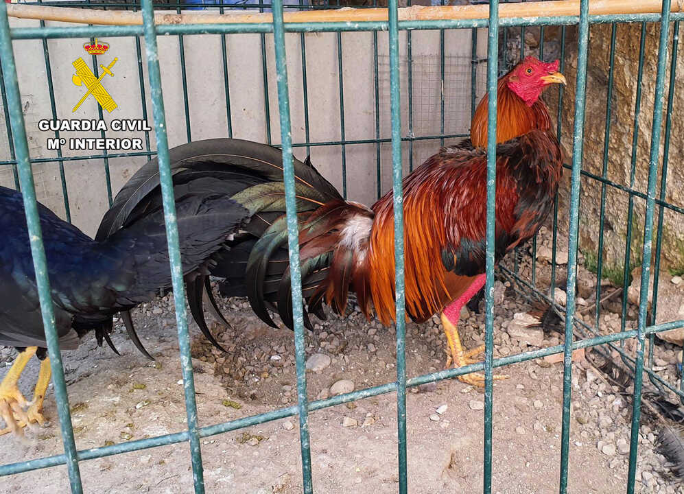 Gallo de pelea descrestado (Foto Guardia Civil)